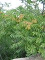 Ailanthus Altissima